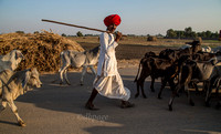 Herder, Rajasthan